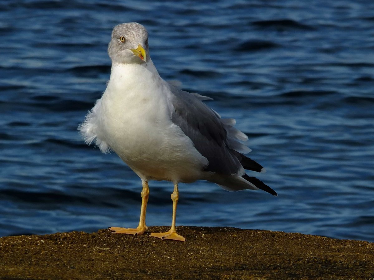 Альбатрос Черноморский птица