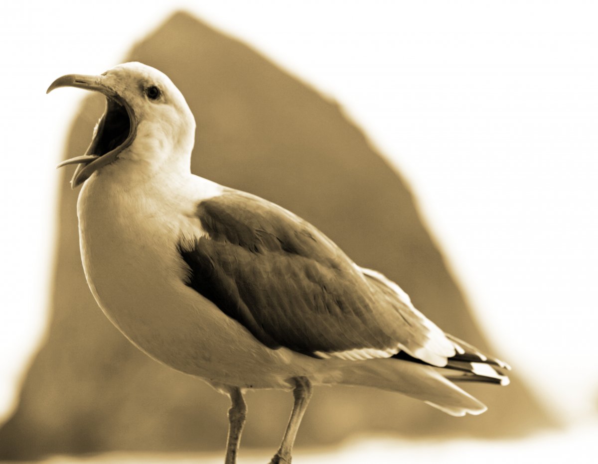 Белая птица с серыми крыльями