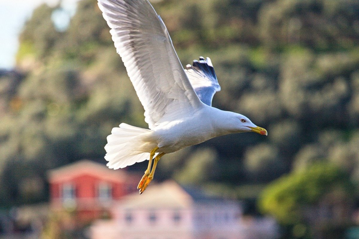 Прибрежные птицы