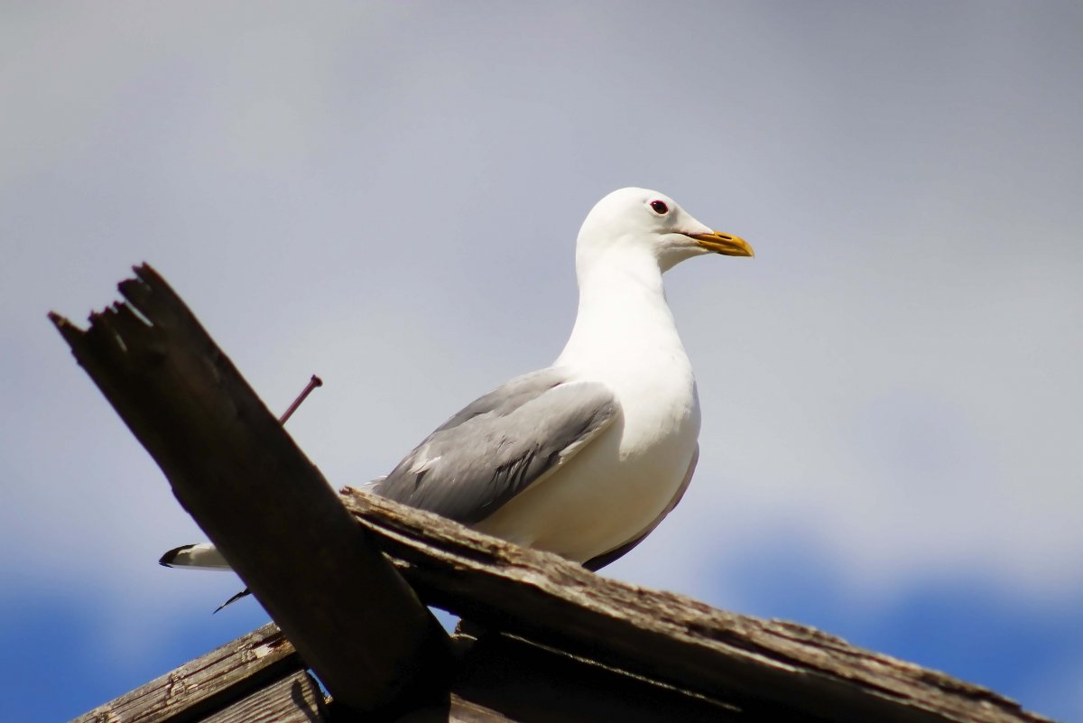 Чайка с черной головой