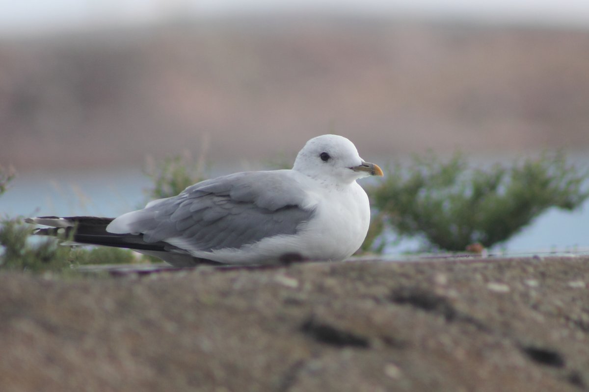 Чайка Туруханская