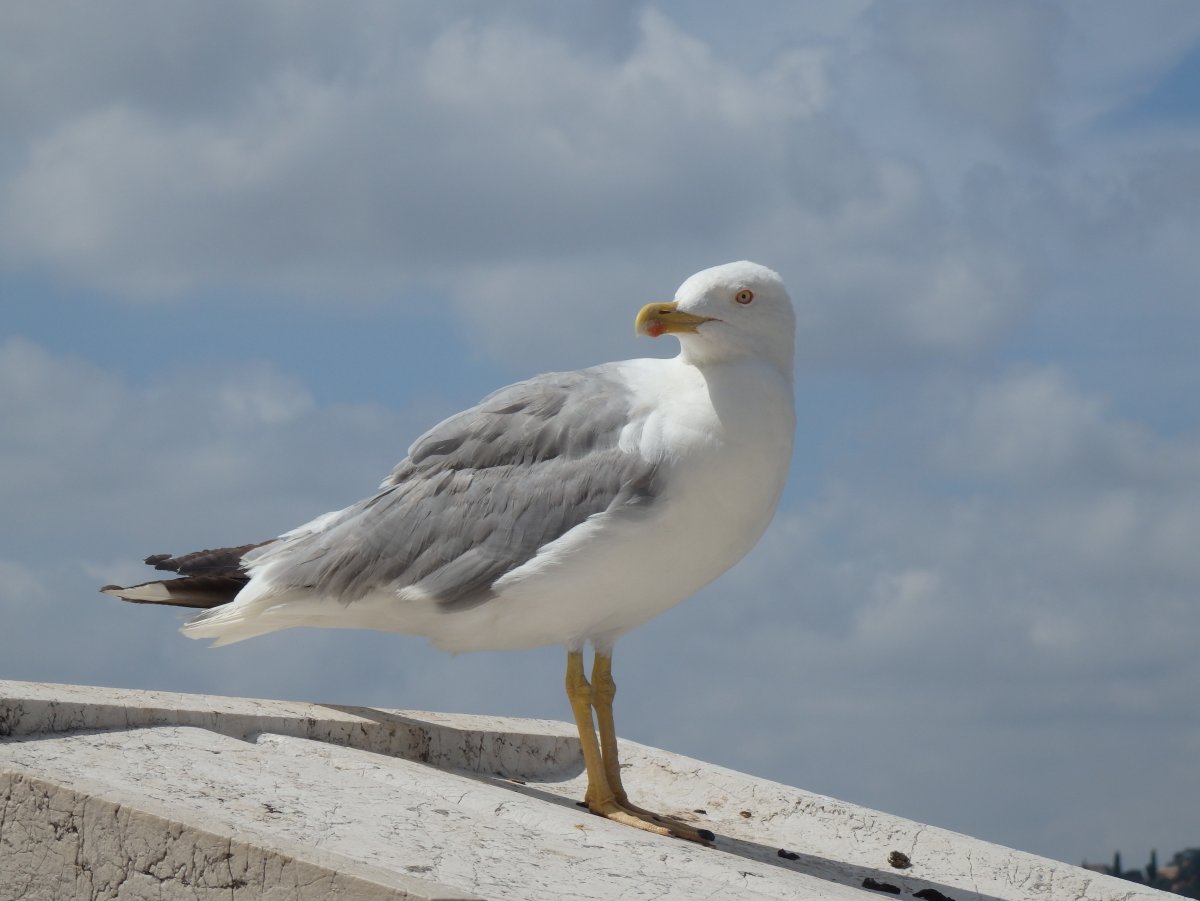 Чайка приспособление