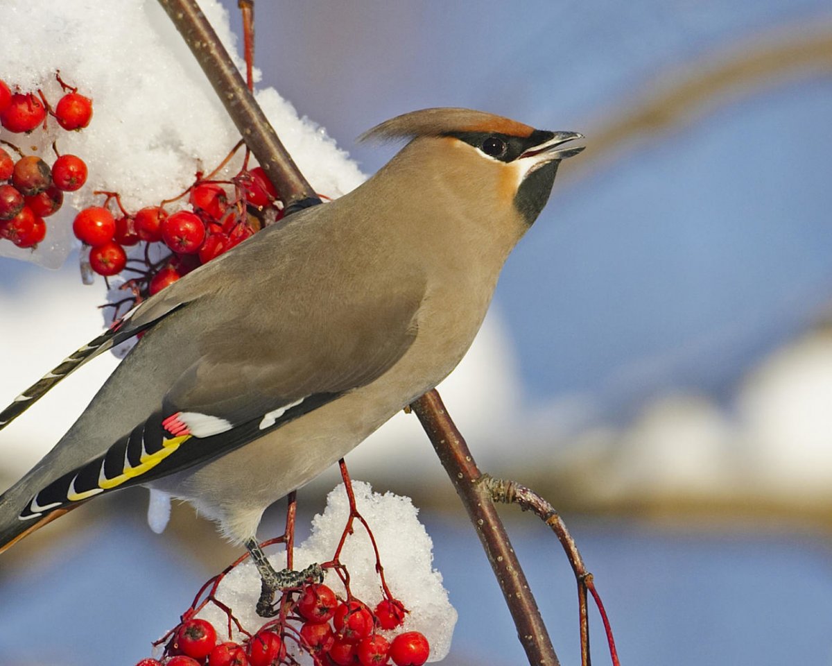 Птицы Владимирской области Дрозд и Сойка