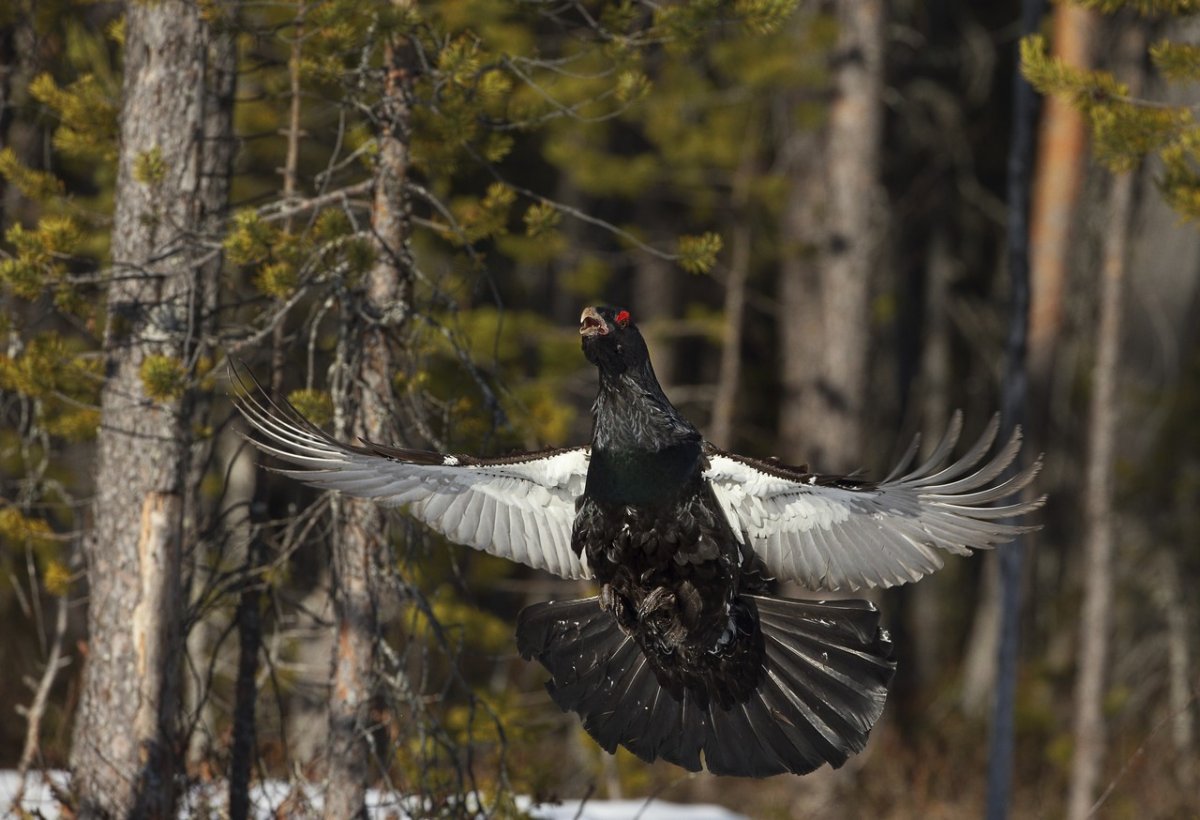 Птица Дрозд рябинник
