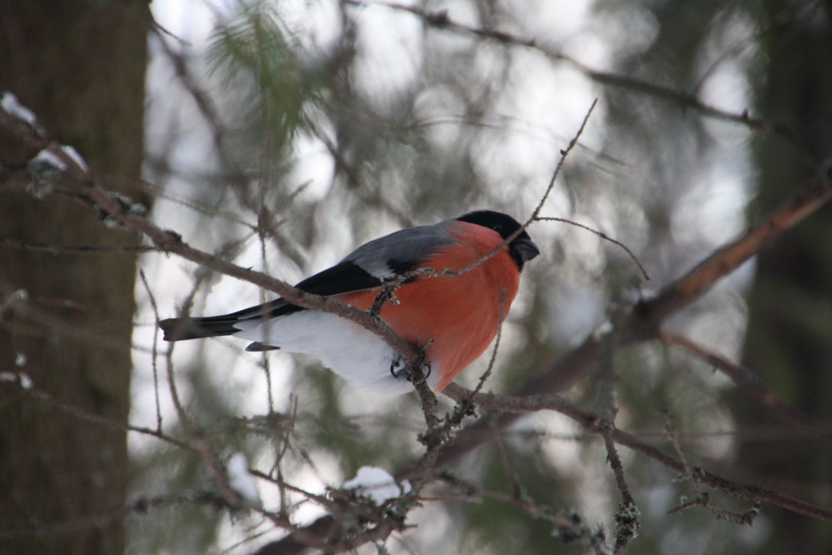 Голдианский Зяблик