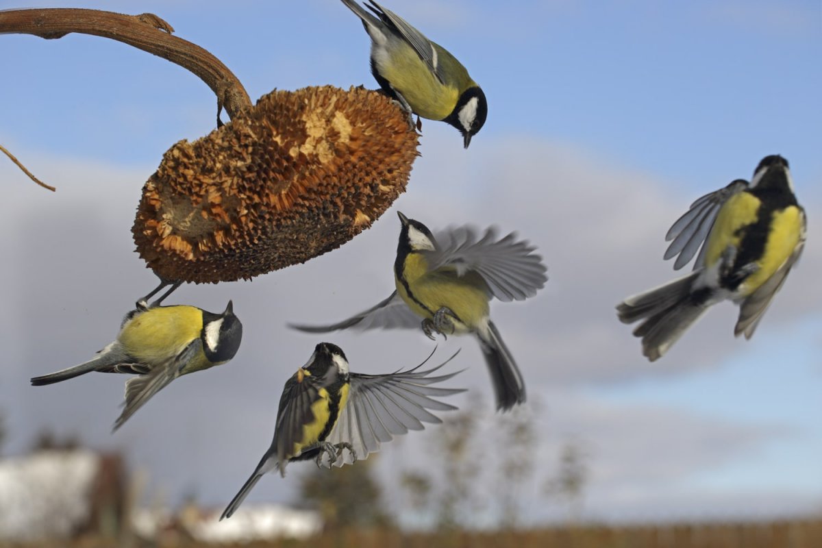 Птицы уральских лесов