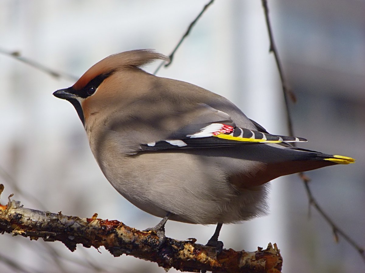 Сойка в тайге