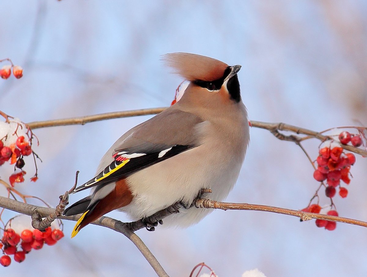 Лесные птицы Эстонии