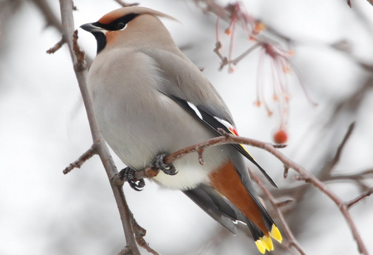 Дрозд свиристель Крымский