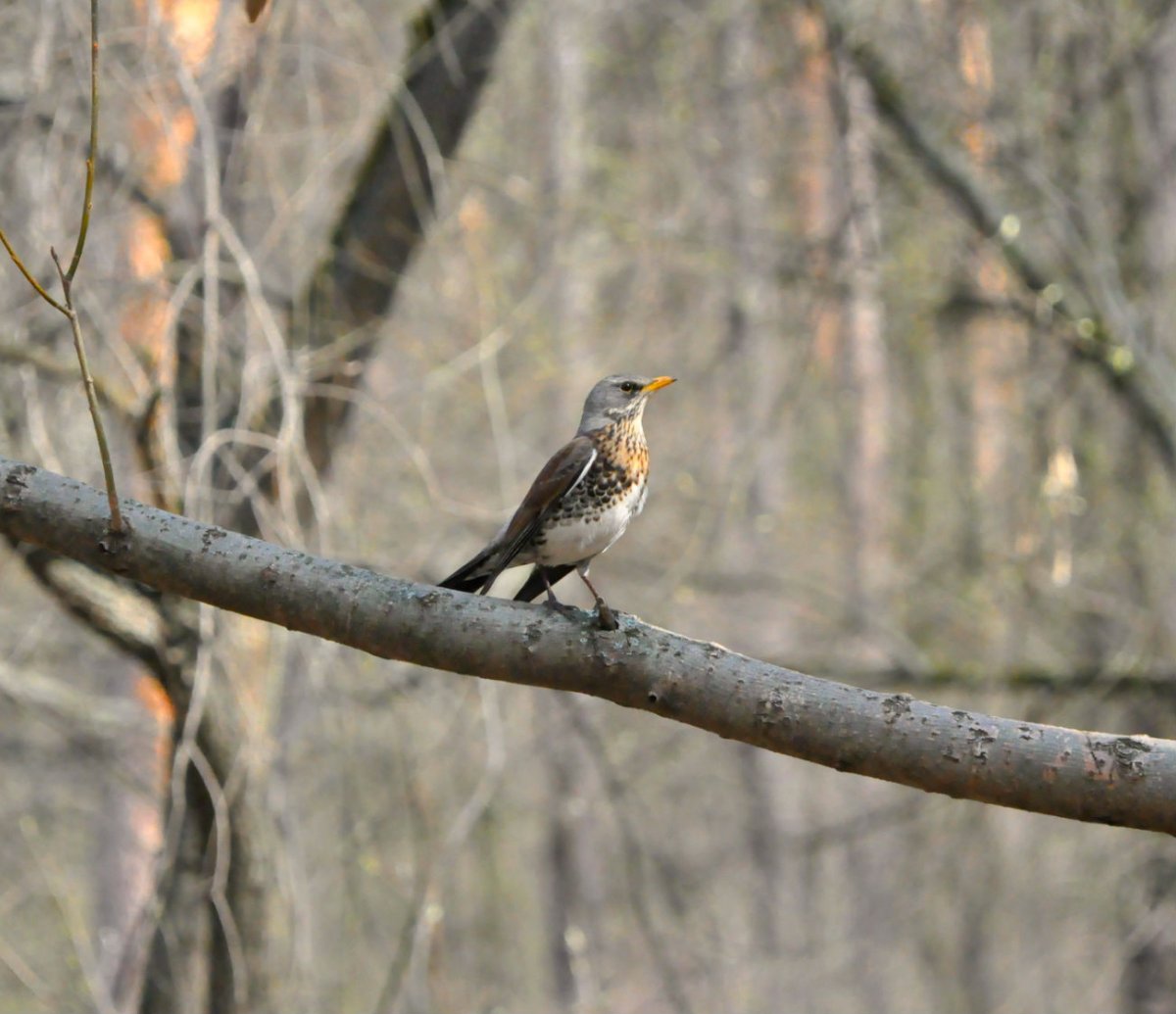 Птицы в лесах Башкирии