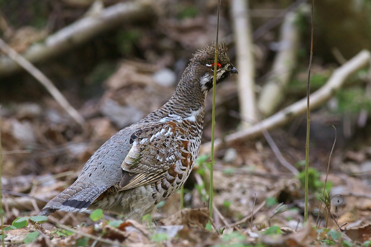 Хохлатая свиристель