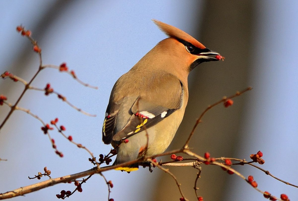 Рябиновый Дрозд Дрозд рябинник