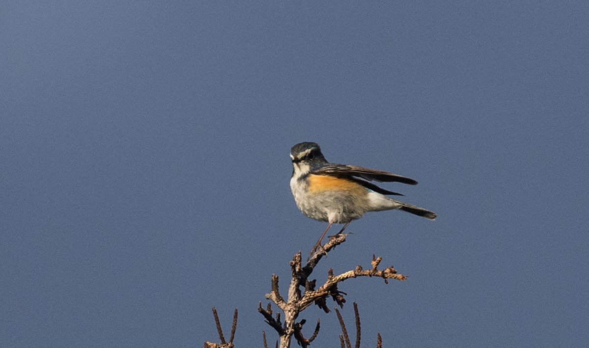 Ястреб красноплечий канюк