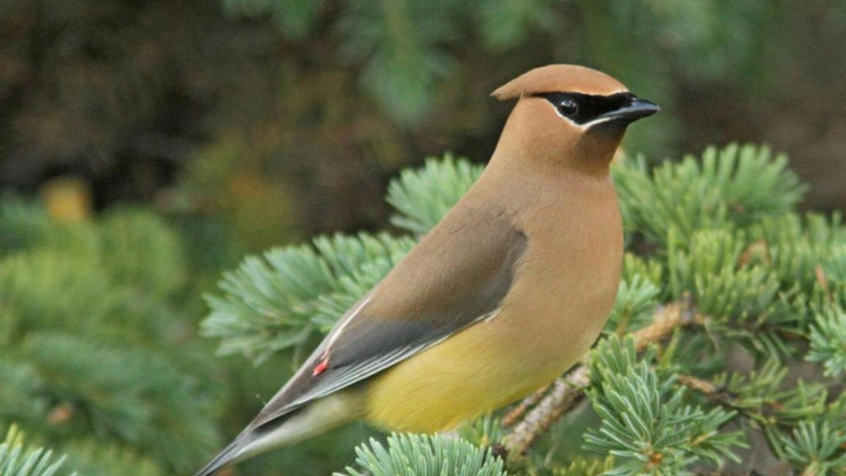 Свиристель Перелетная птица или нет