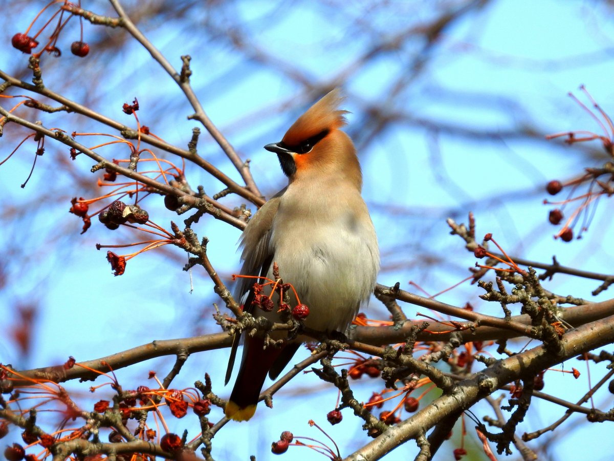 Снегирь свиристель Щур