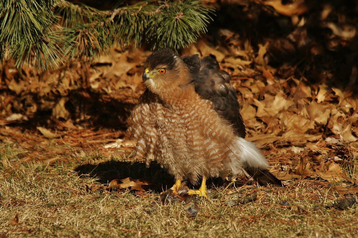 Пустынный Орел птица