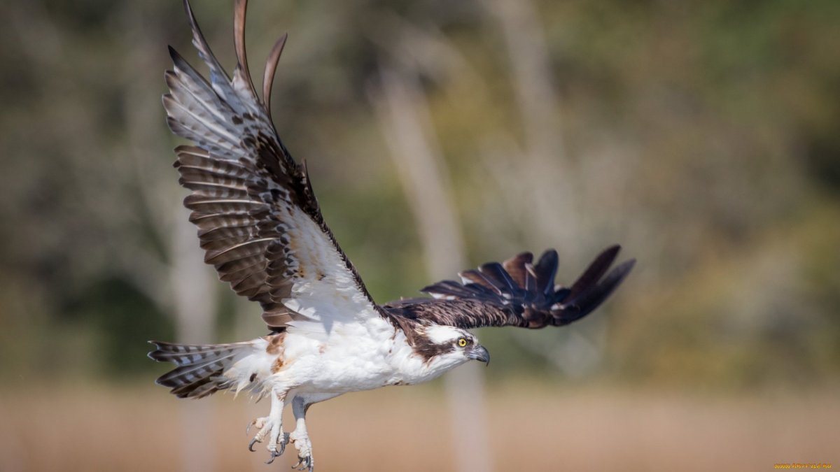 Ястреб крючконос птица