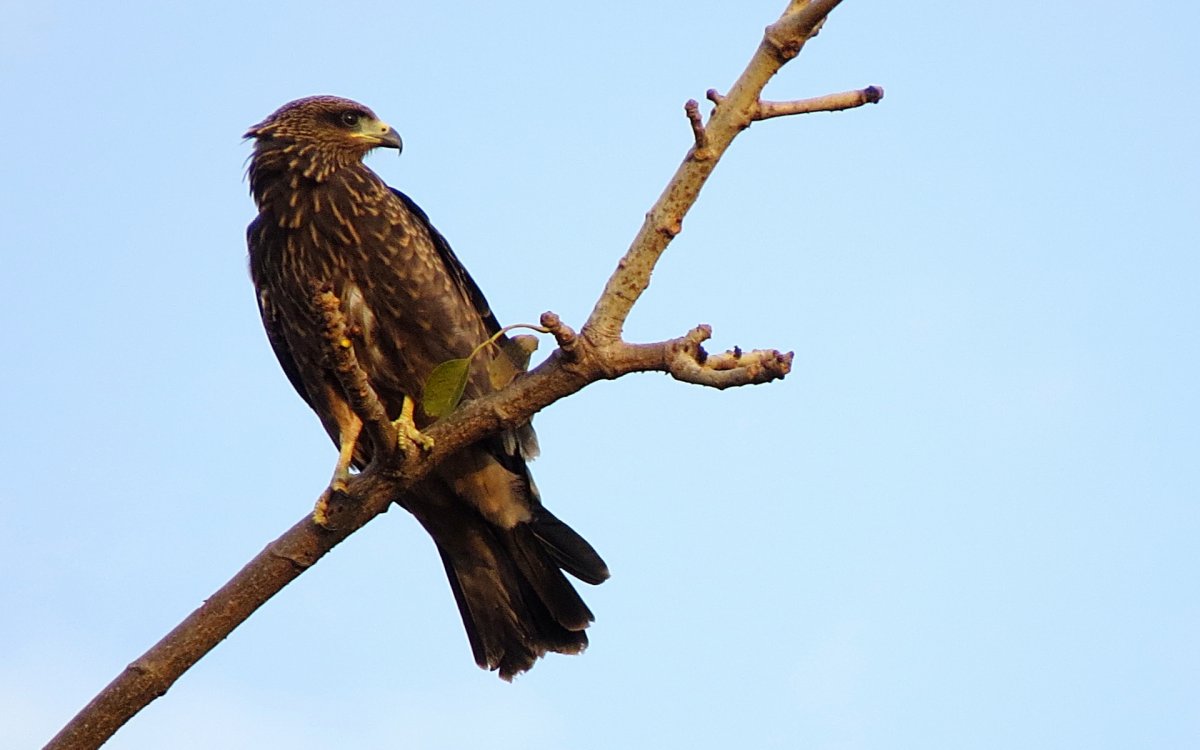 Канюк Коршун Лунь Сокол ястреб тени