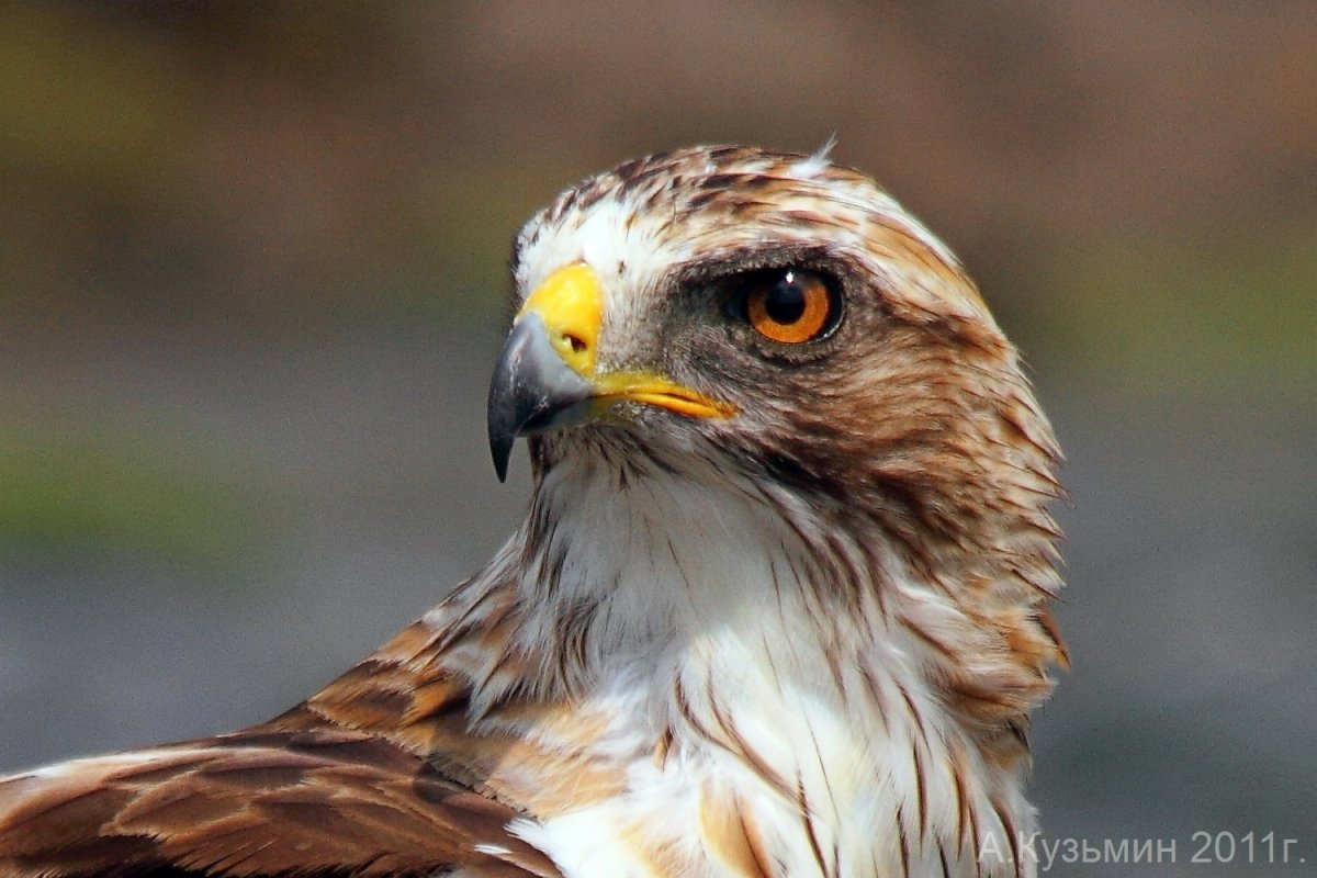 Ястреб птица