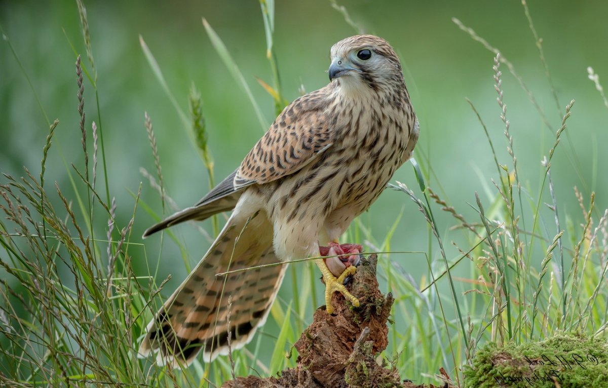Хищные птицы Ленинградской области канюк