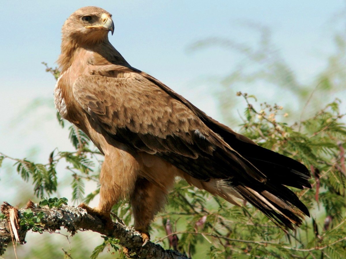 Канюк Сарыч обыкновенный