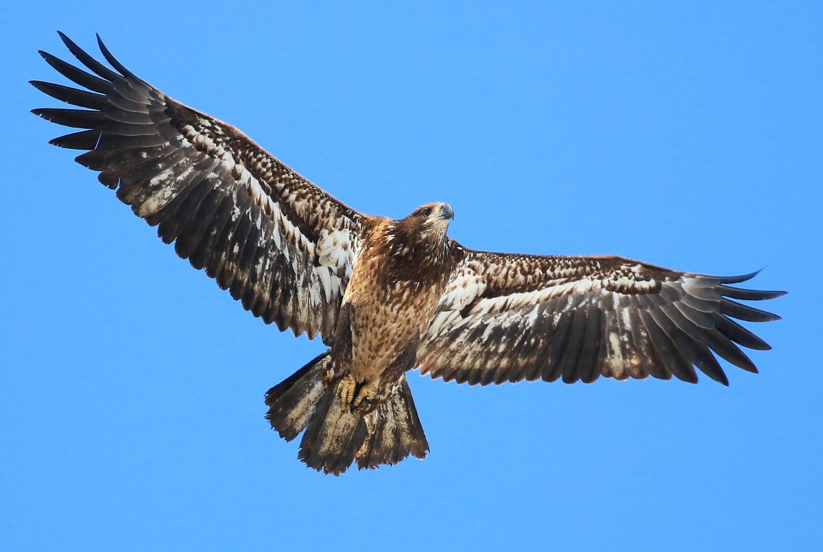 Ястреб орёл Пинскера