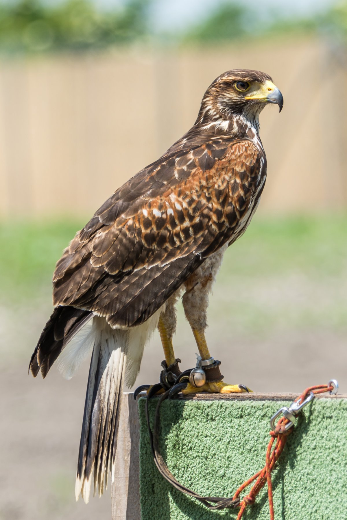 Канюк Сарыч