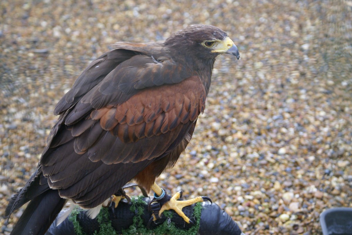 Чёрный Коршун