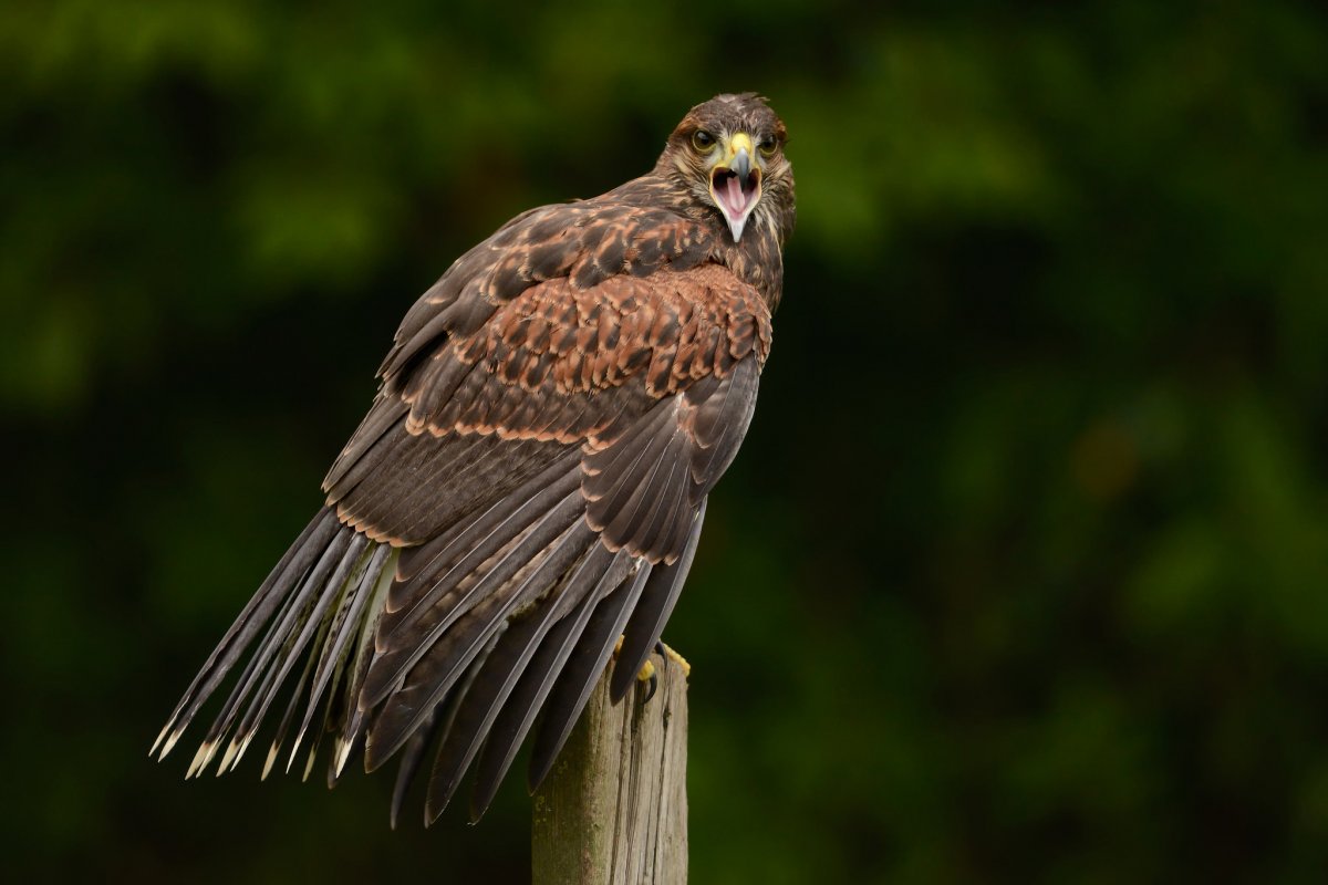 Бурый Змееяд