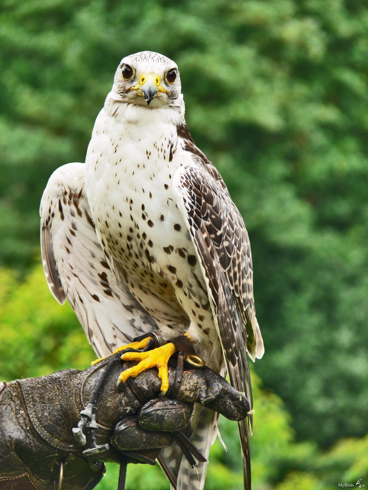 Сокол летит