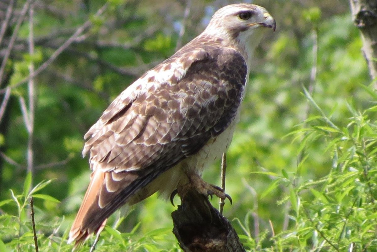 Канюк Приморского края