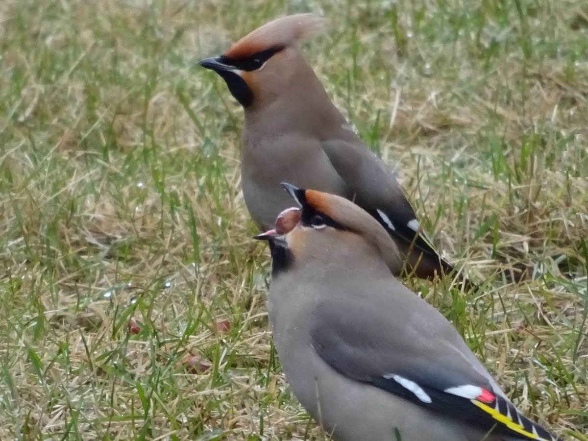 Свиристели птицы птенцы