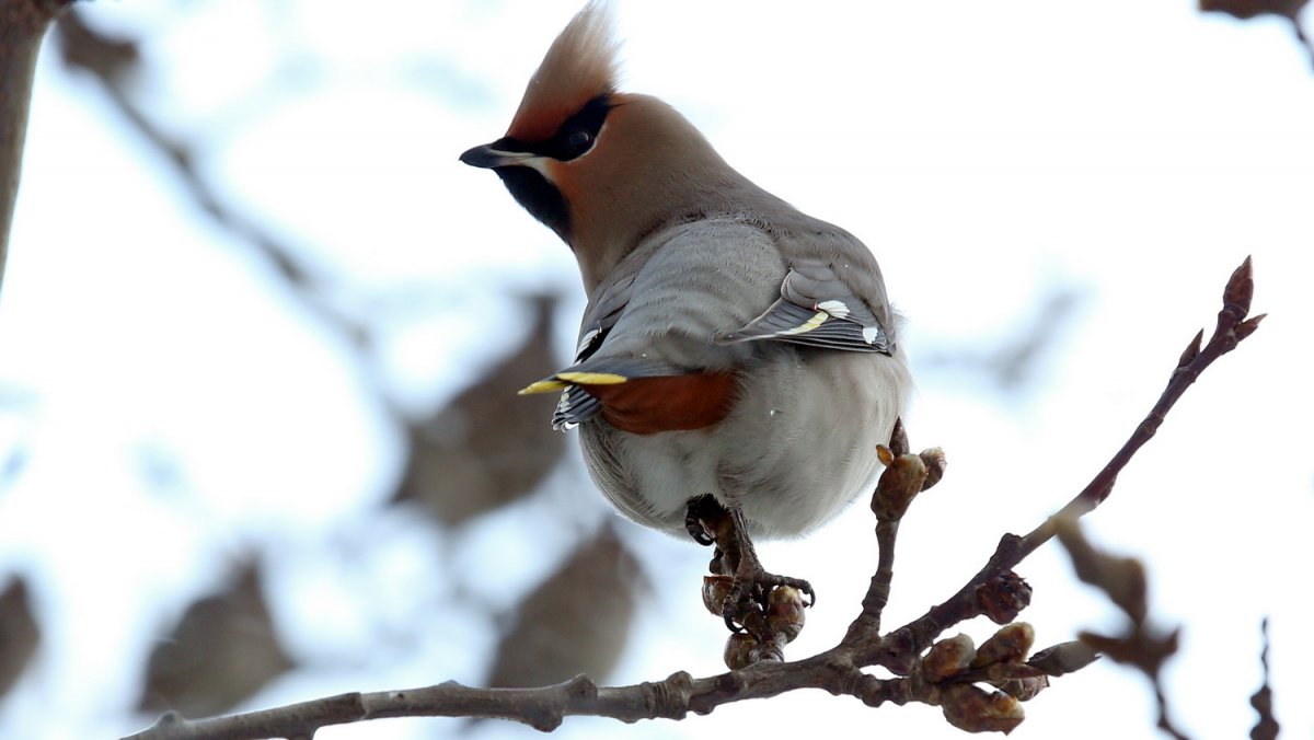 Свиристель птенец