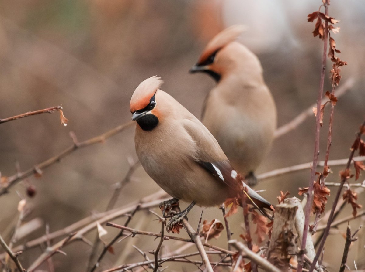 Свиристель пьяная птица