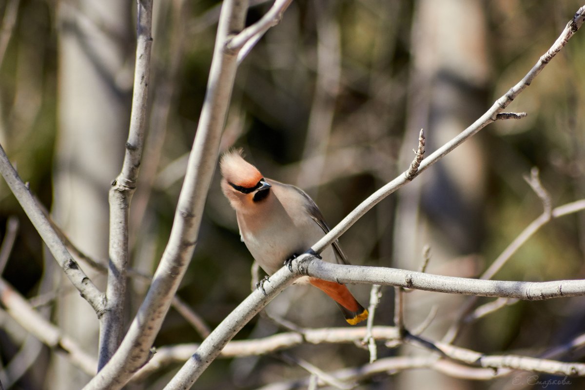 Птичья Свирель