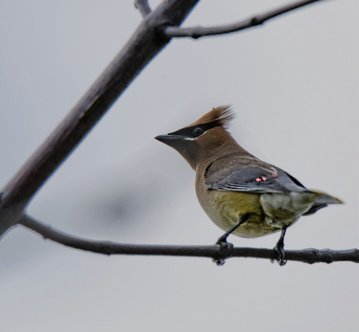 Свиристель птица