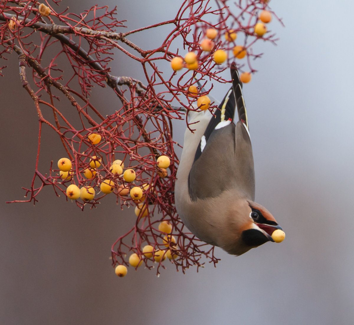 Птицы прилетающие зимой