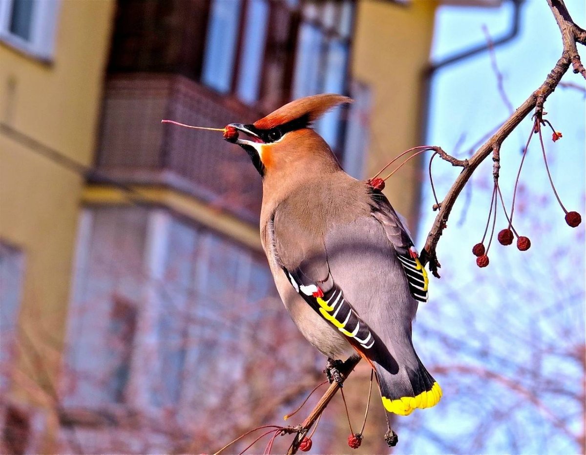 Свиристель птенец