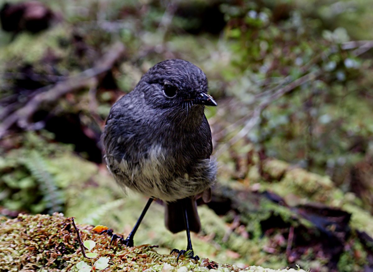 Серая птичка на Урале