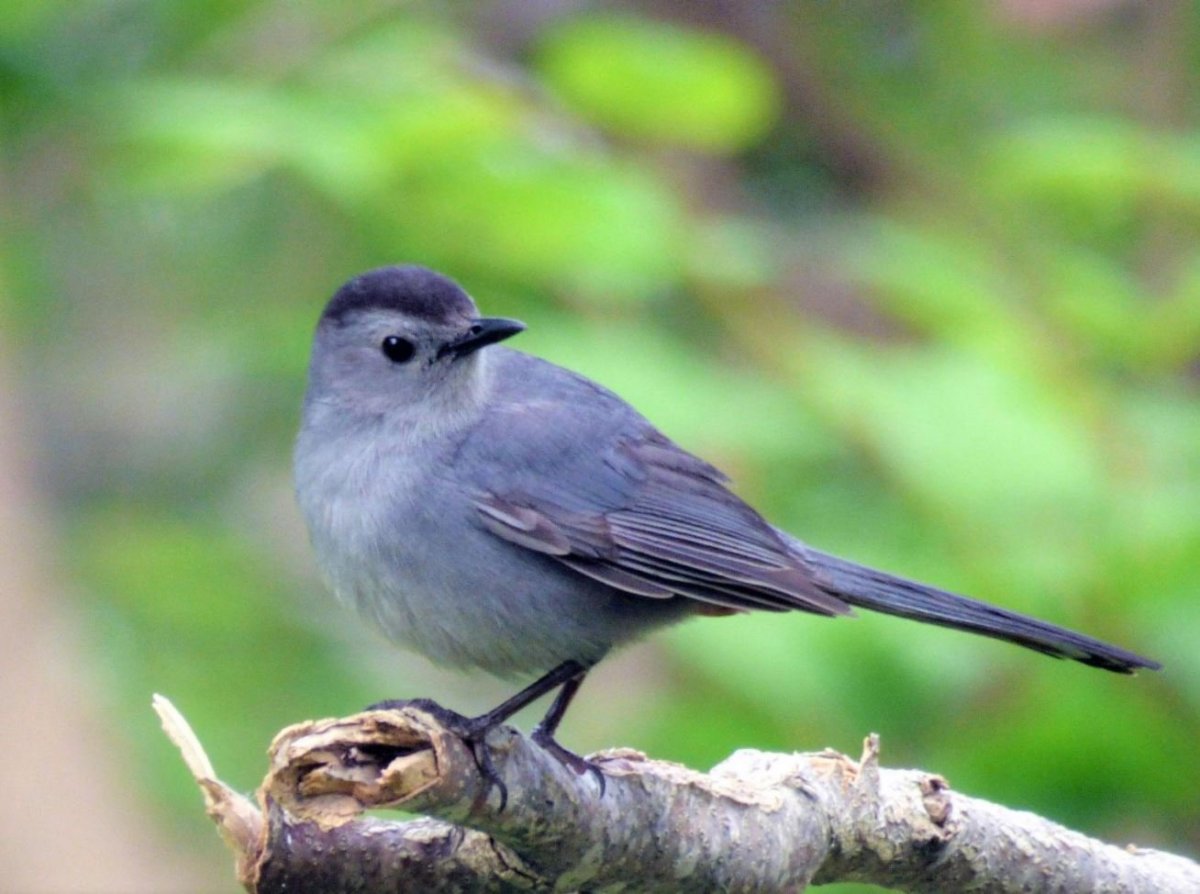 Маленькая серая птица