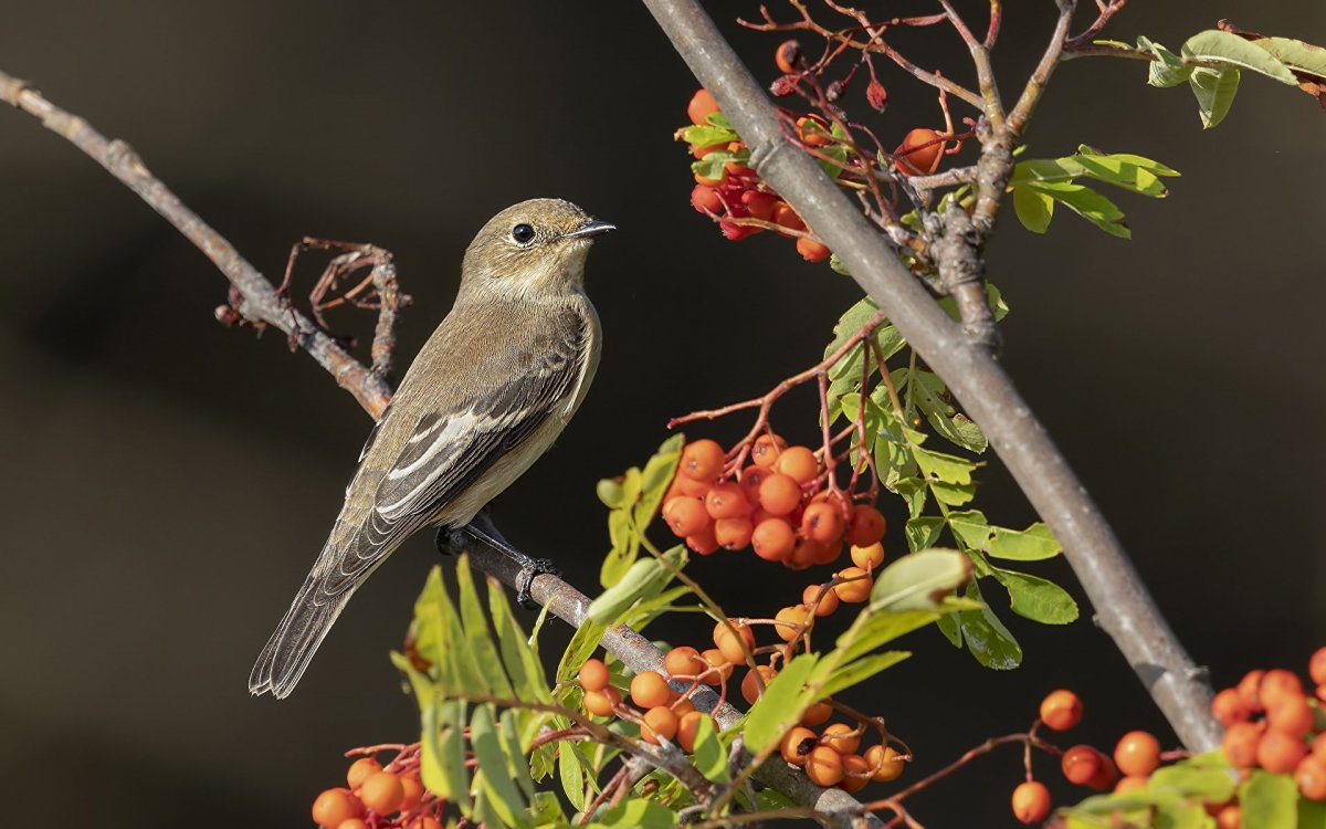 Птицы Ленобласти