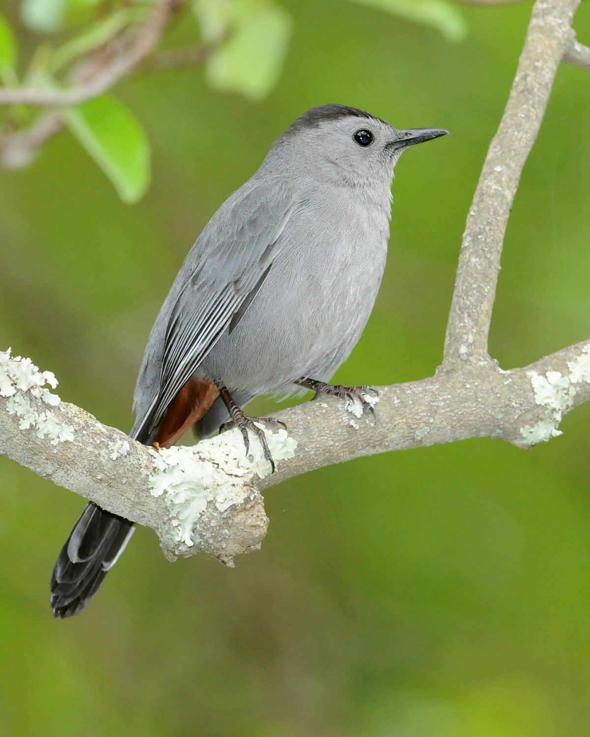 Серый Дрозд (Grey Catbird)