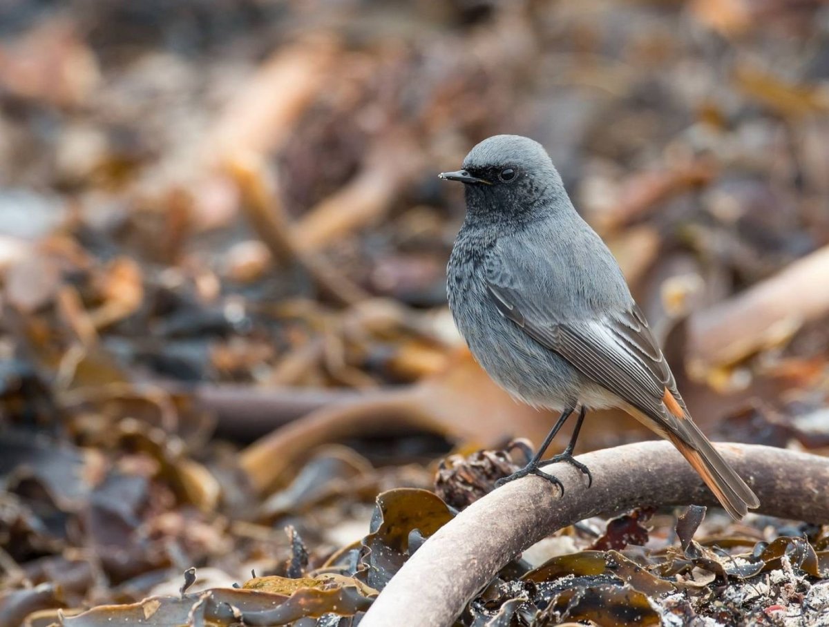 Большая серая птица