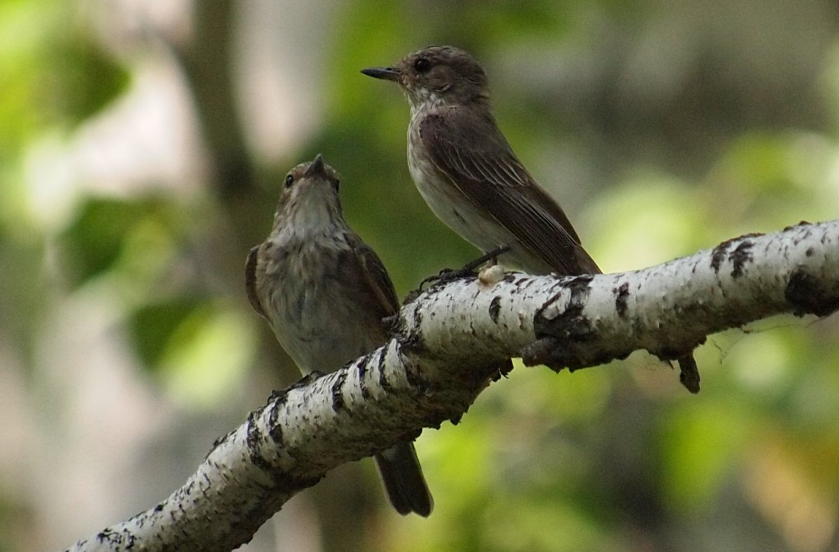 Серая птица