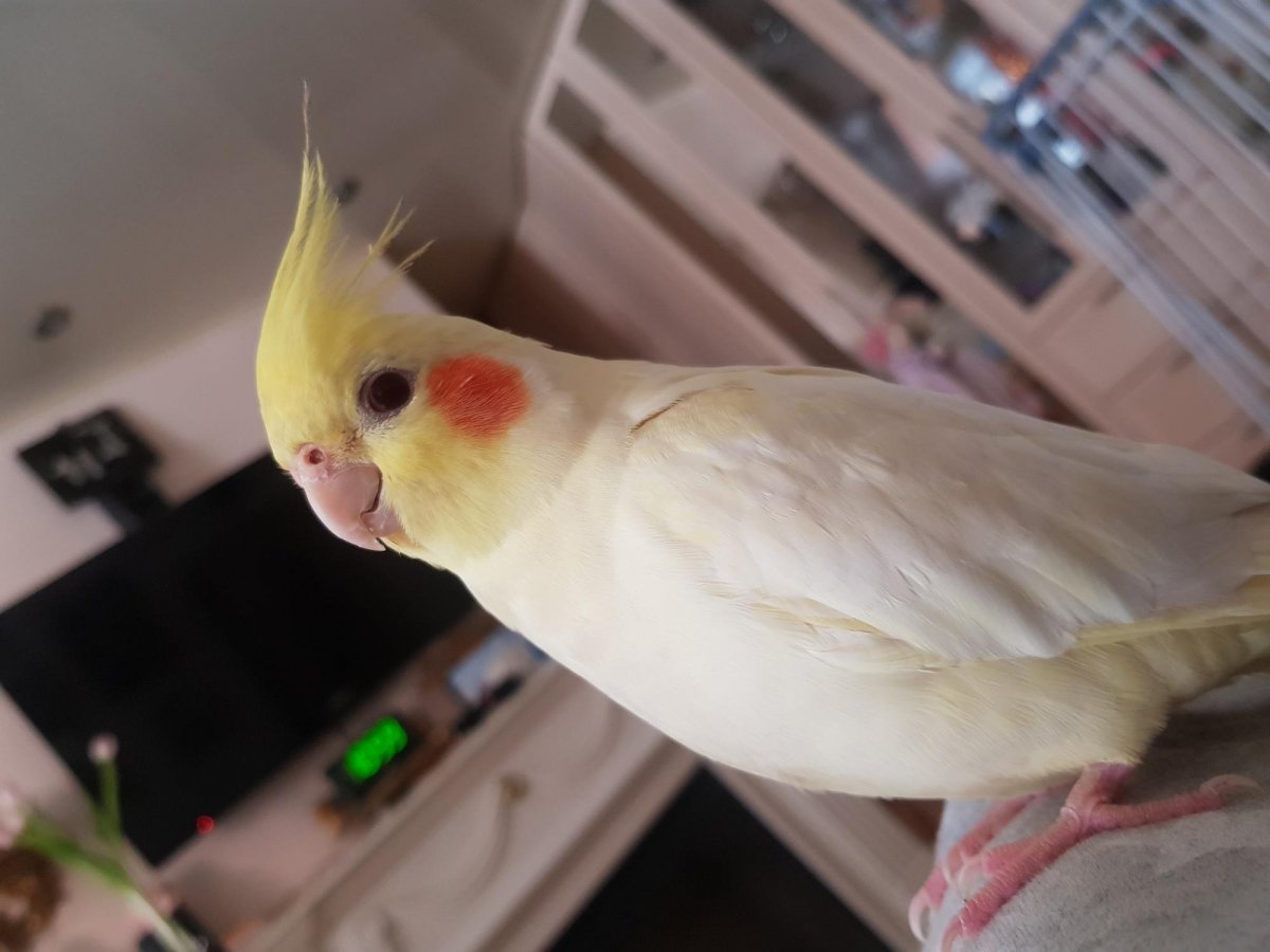 Попугай корелла маленький