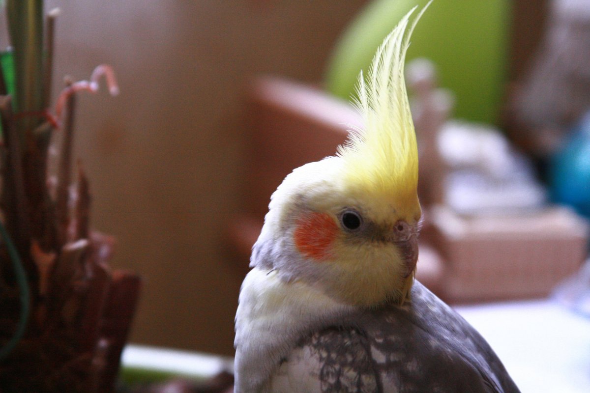 Попугай корелла Жемчужная