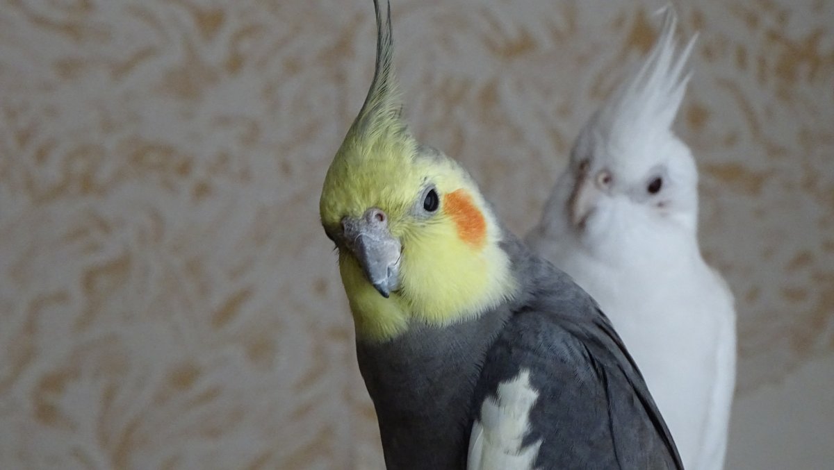 Попугай корелла самка