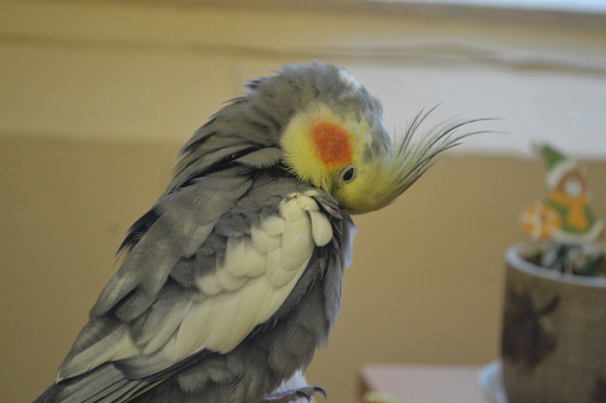 Попугай корелла Какаду