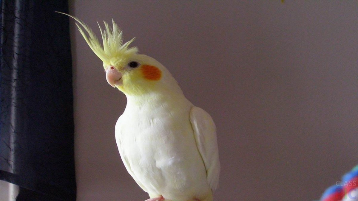 Попугай корелла самец