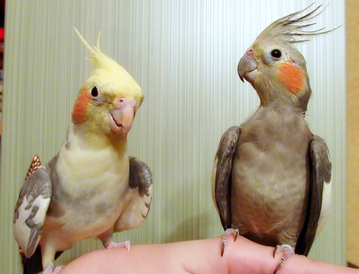 Нимфа корелла попугай